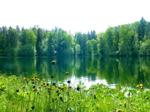 A still view of a lake with trees in the background and flowers in the foreground