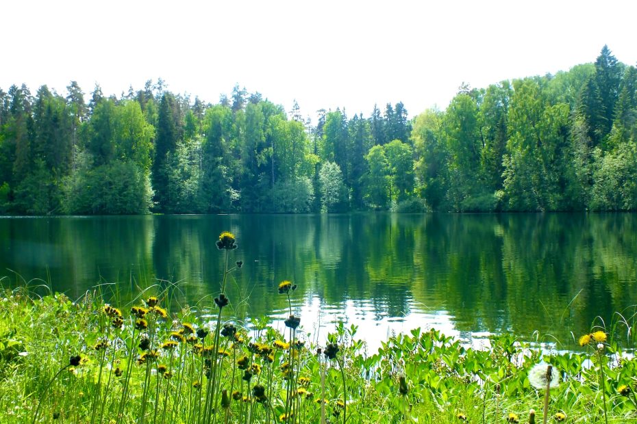 A still view of a lake with trees in the background and flowers in the foreground